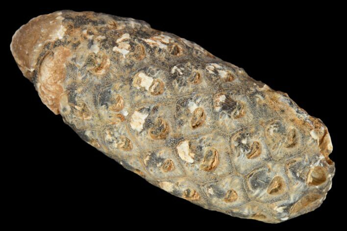 Agatized Seed Cone (Or Aggregate Fruit) - Morocco #133444